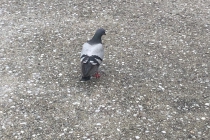 LINE_ALBUM_20220606初夏のまちを美しくする清掃運動_220915_8