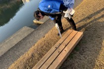 LINE_ALBUM_鏡川-７河川一斉清掃_260301_2